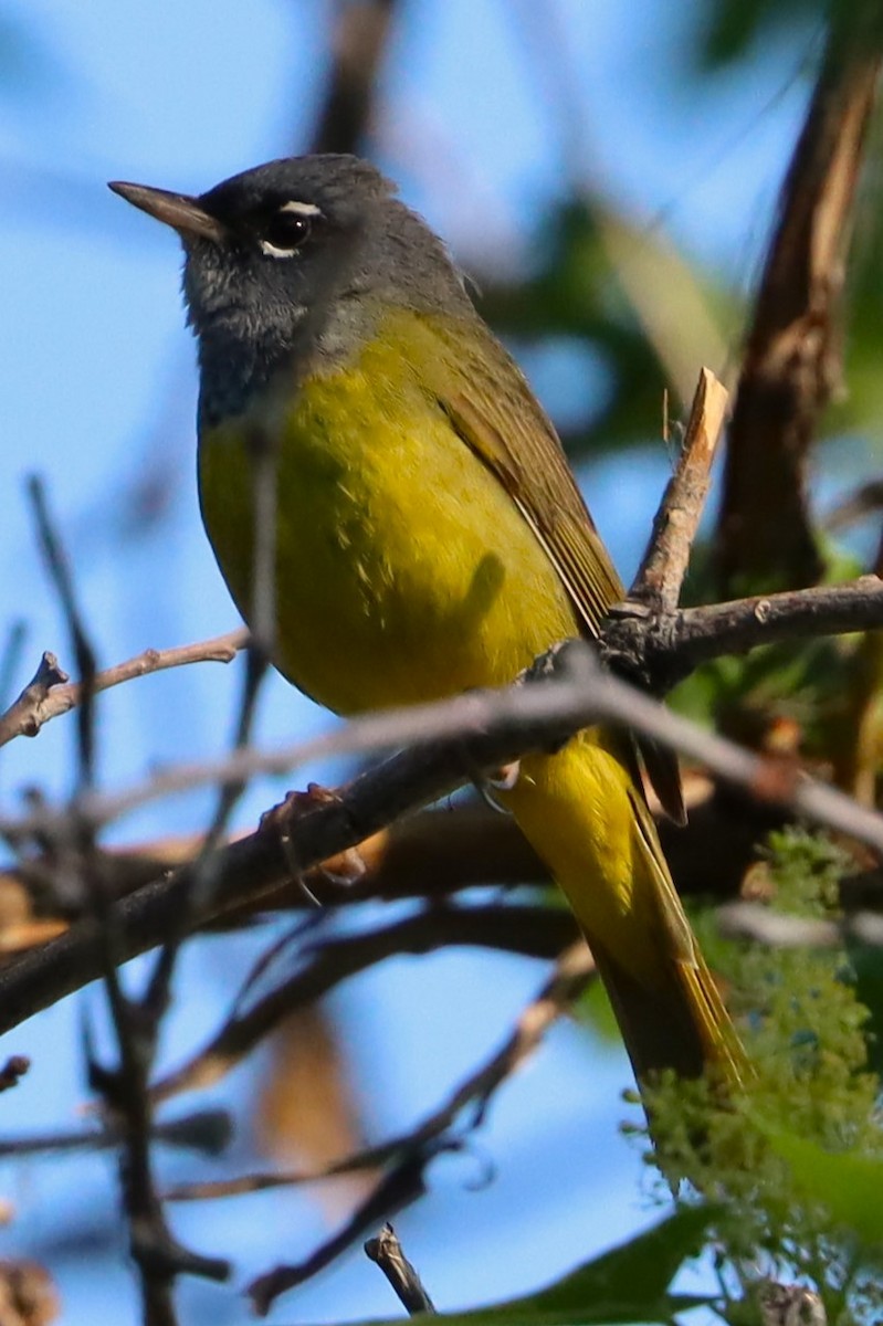 MacGillivray's Warbler - ML620505658