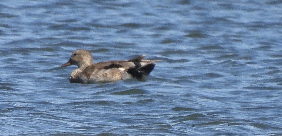 Gadwall - ML620505659