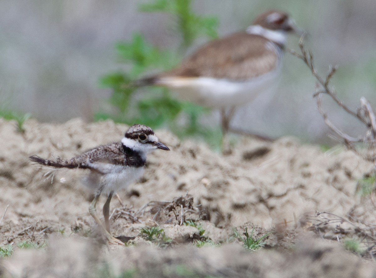 Killdeer - ML620505660