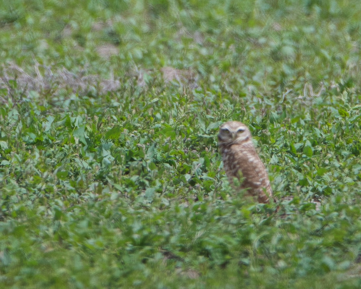 Burrowing Owl - ML620505664