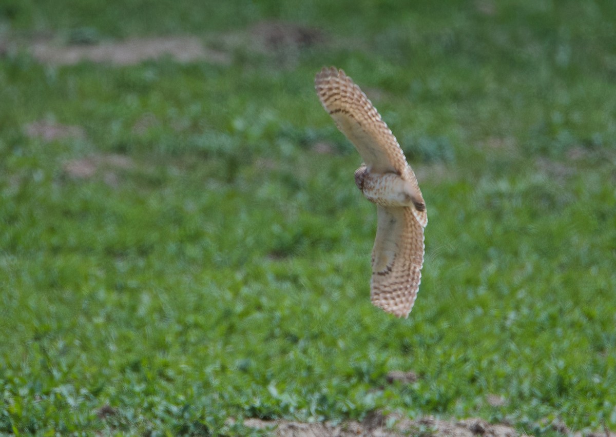 Burrowing Owl - ML620505667