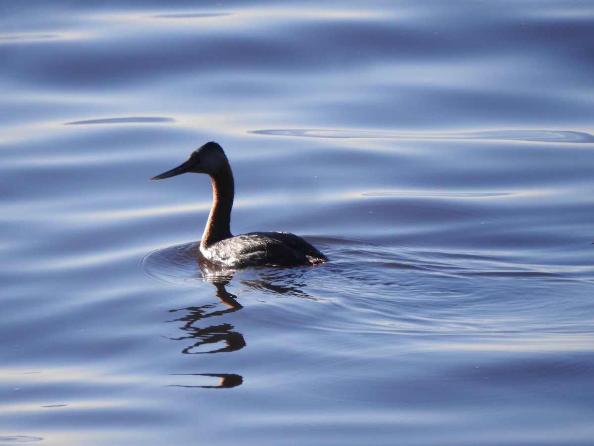 Great Grebe - ML620505668