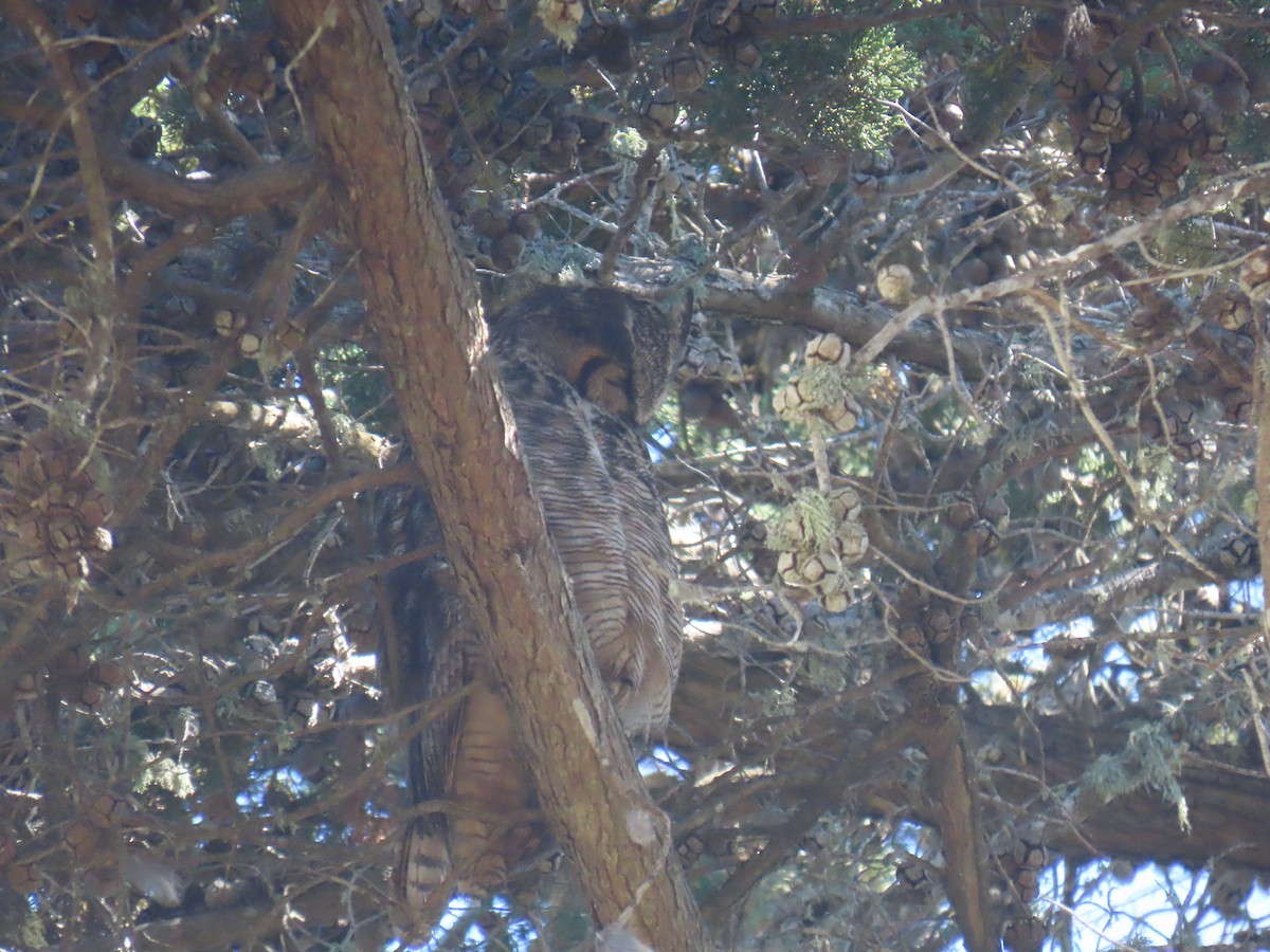 Great Horned Owl - ML620505673