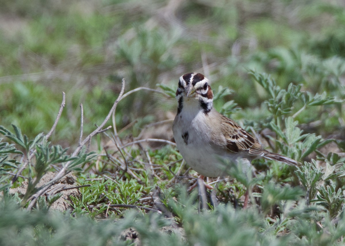 Lark Sparrow - ML620505675