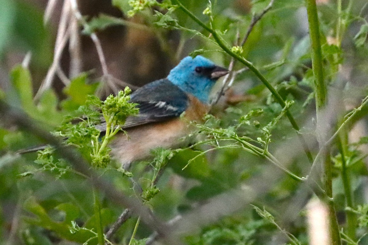 Lazuli Bunting - ML620505676