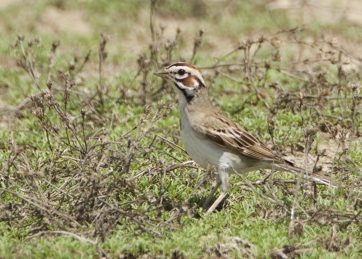 Chingolo Arlequín - ML620505677