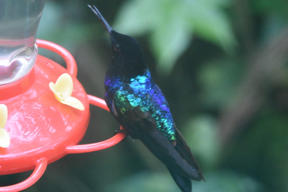 Colibri de Jardine - ML620505679