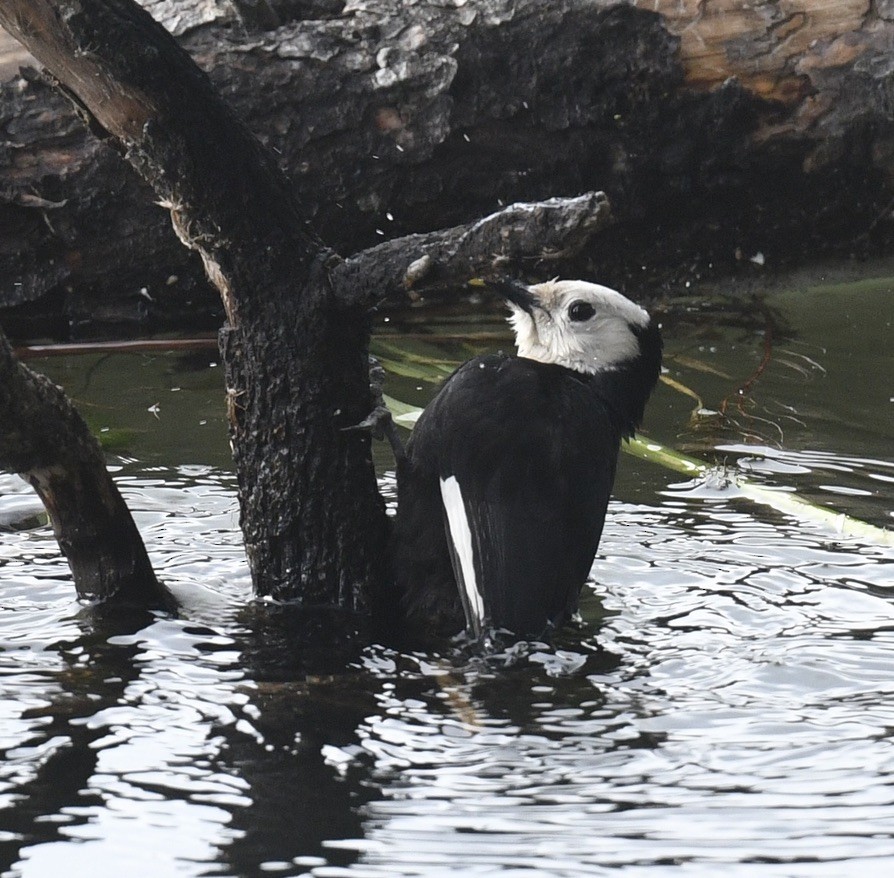 White-headed Woodpecker - ML620505680