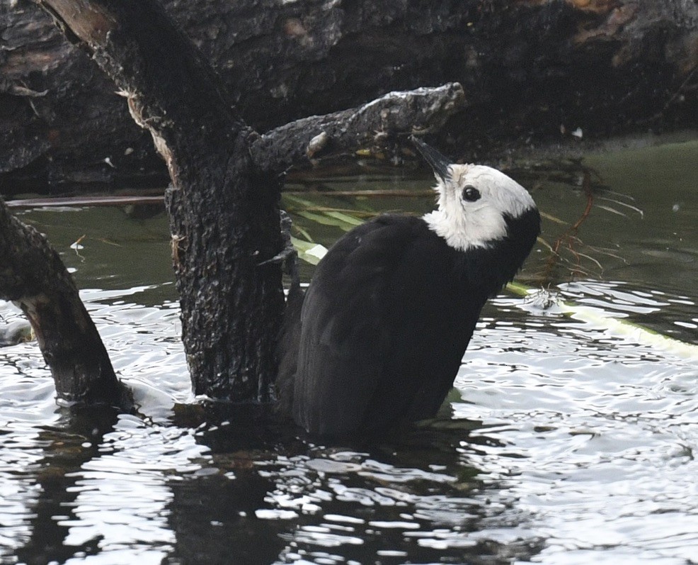 White-headed Woodpecker - ML620505681