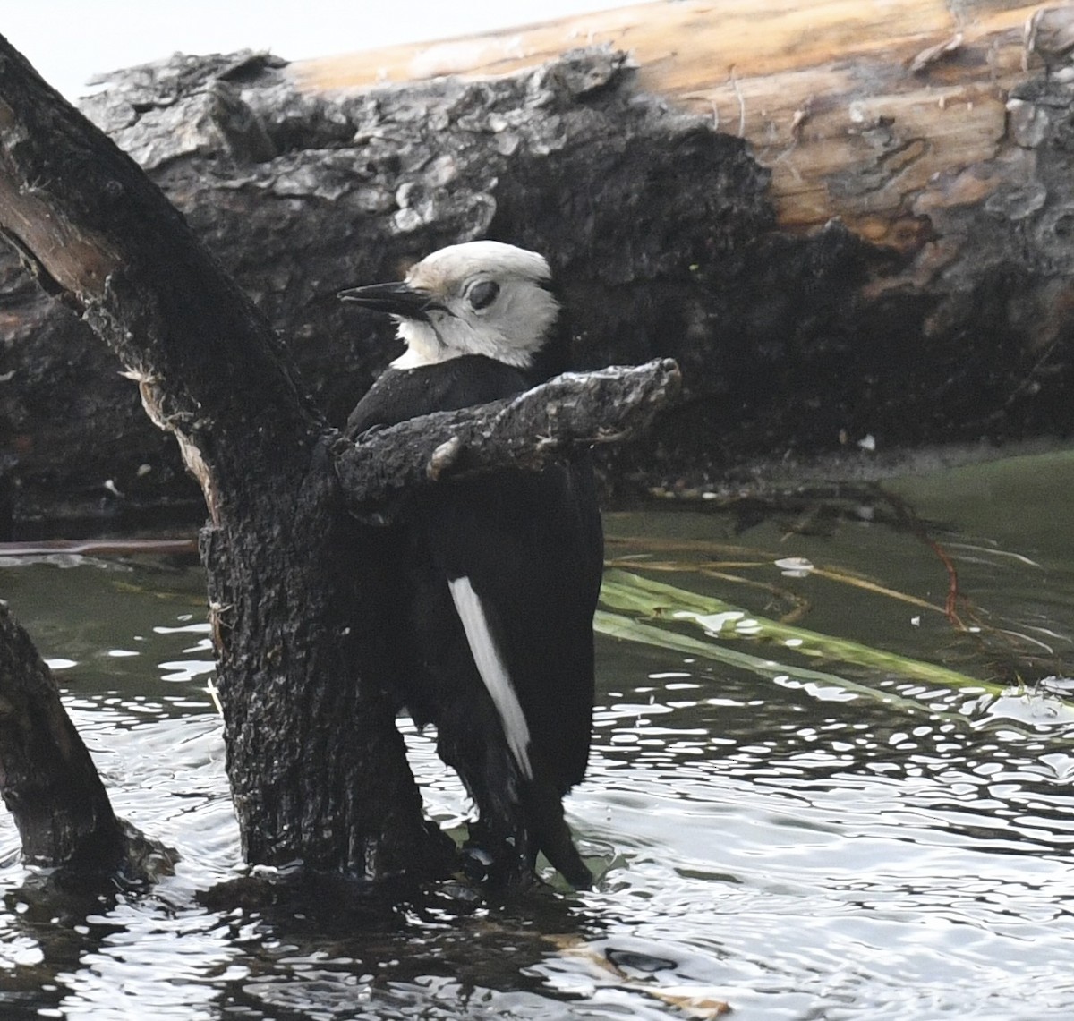 White-headed Woodpecker - ML620505683