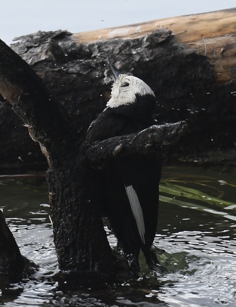 White-headed Woodpecker - ML620505685