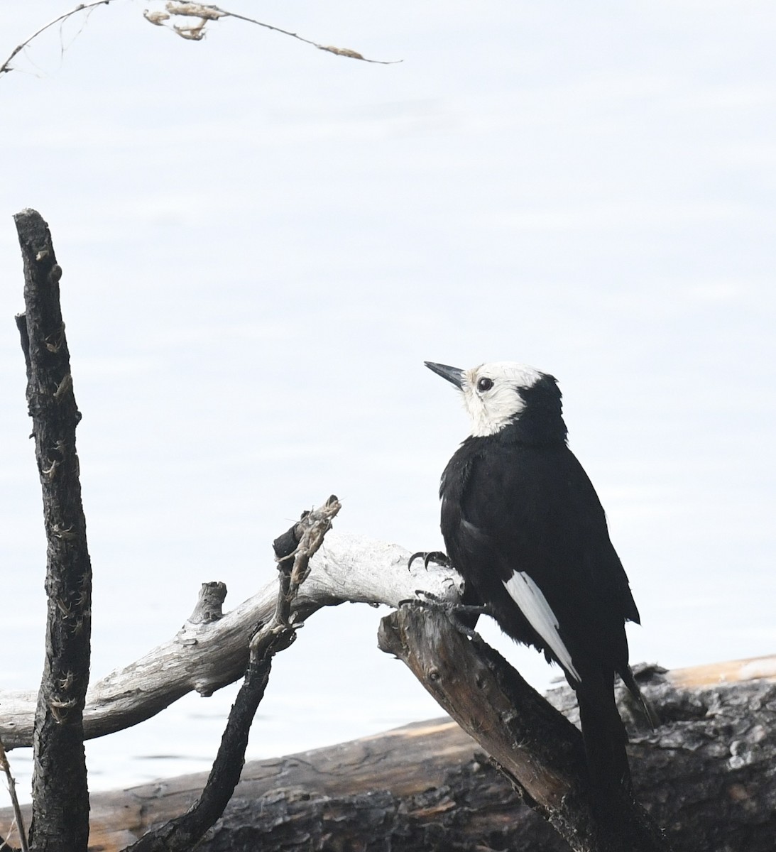 White-headed Woodpecker - ML620505687