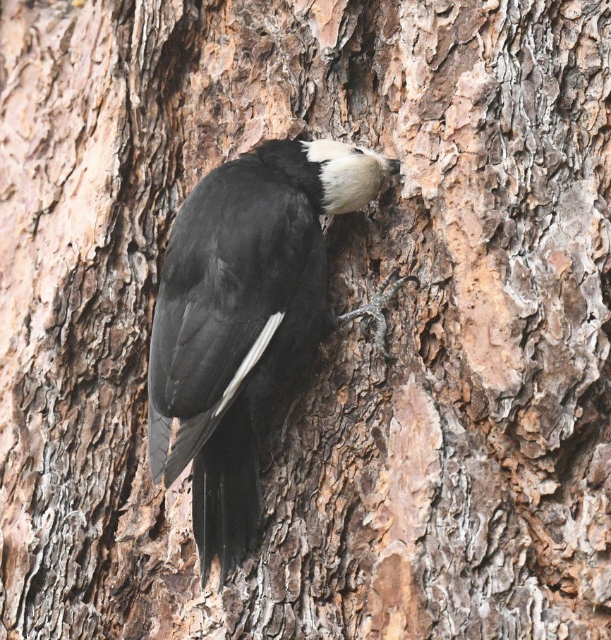 White-headed Woodpecker - ML620505689