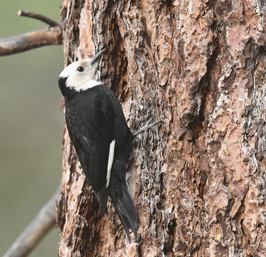 White-headed Woodpecker - ML620505690