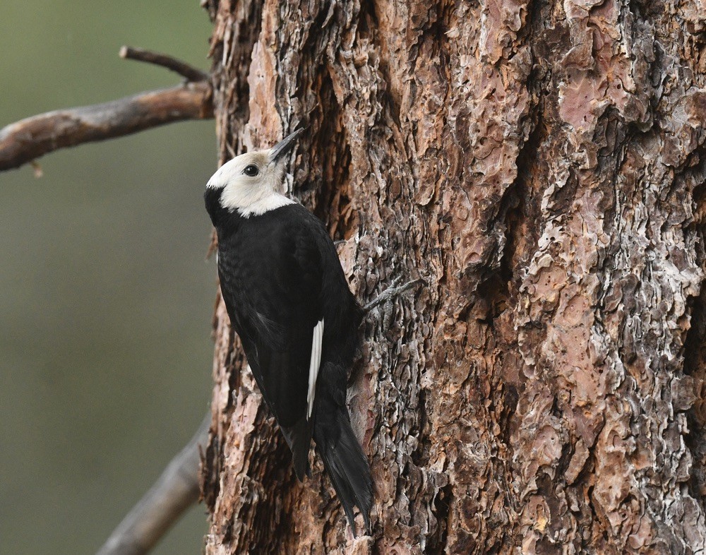 White-headed Woodpecker - ML620505691