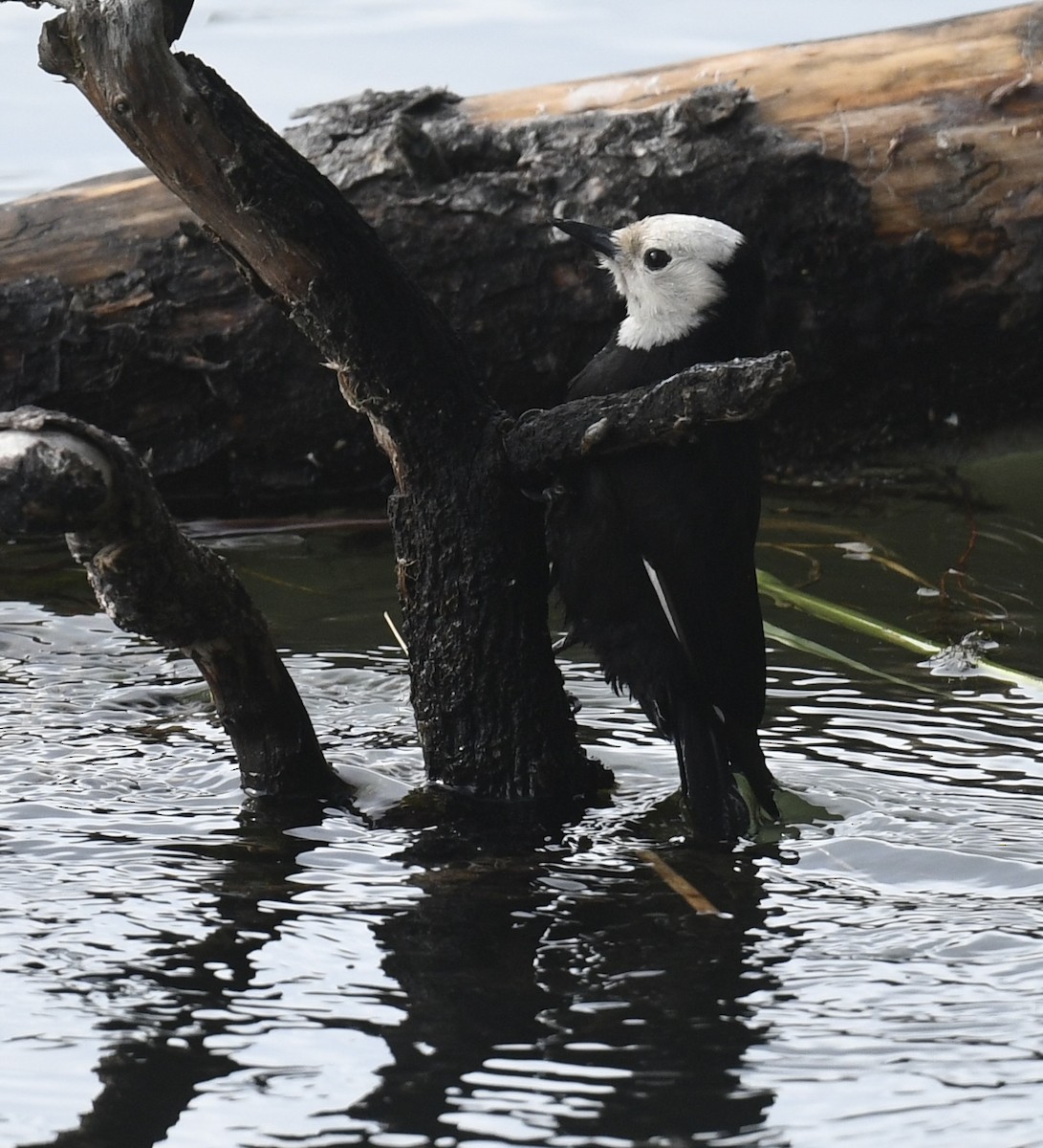 White-headed Woodpecker - ML620505693