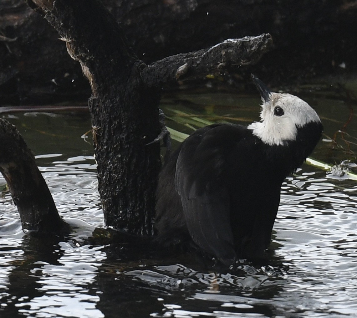 White-headed Woodpecker - ML620505694