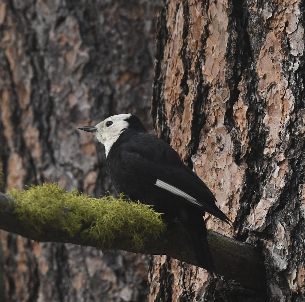 White-headed Woodpecker - ML620505696
