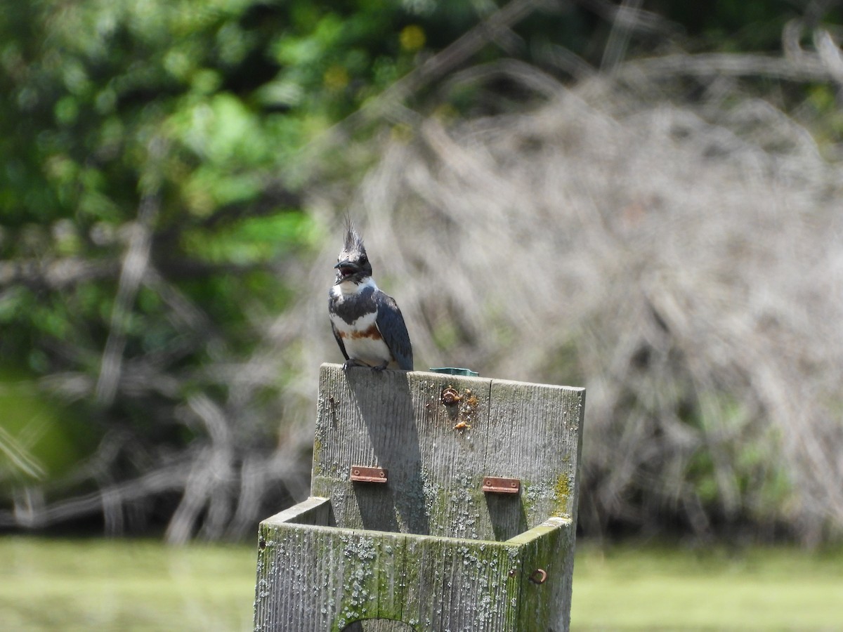 Belted Kingfisher - ML620505698