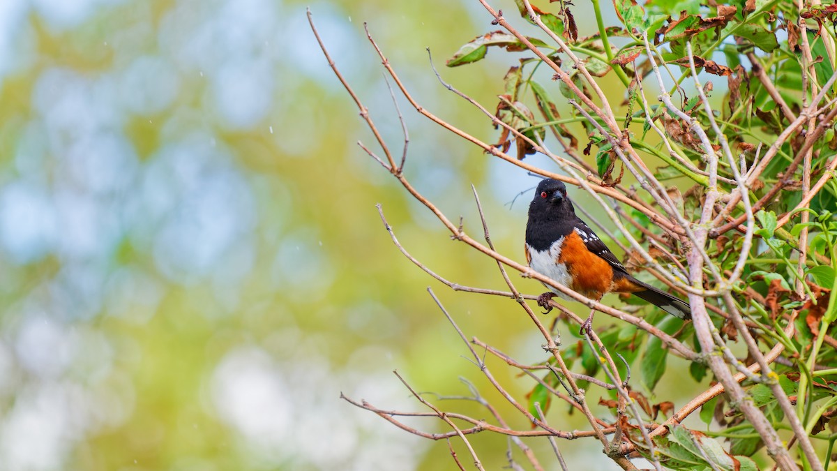 Spotted Towhee - ML620505700