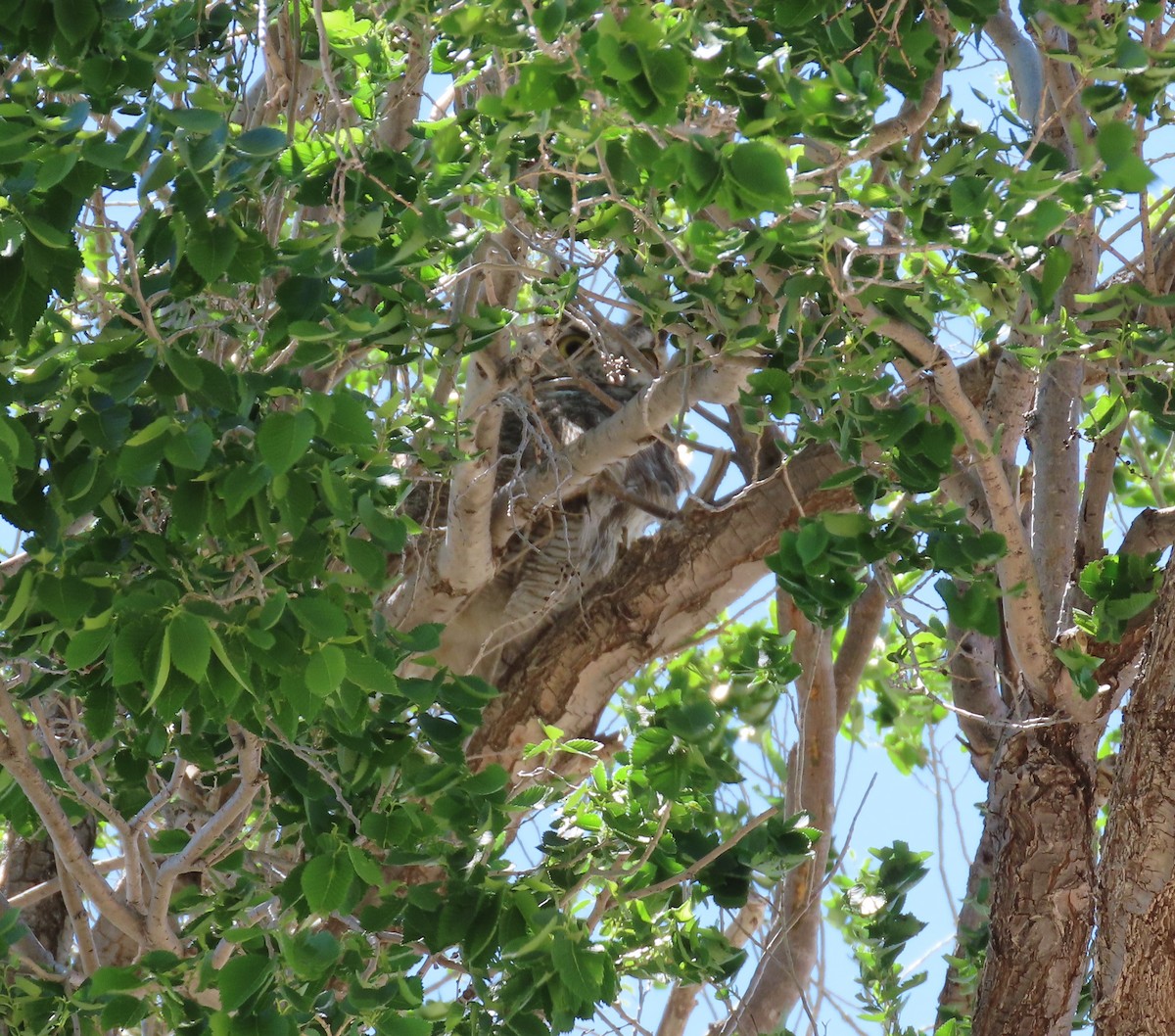 Great Horned Owl - ML620505701