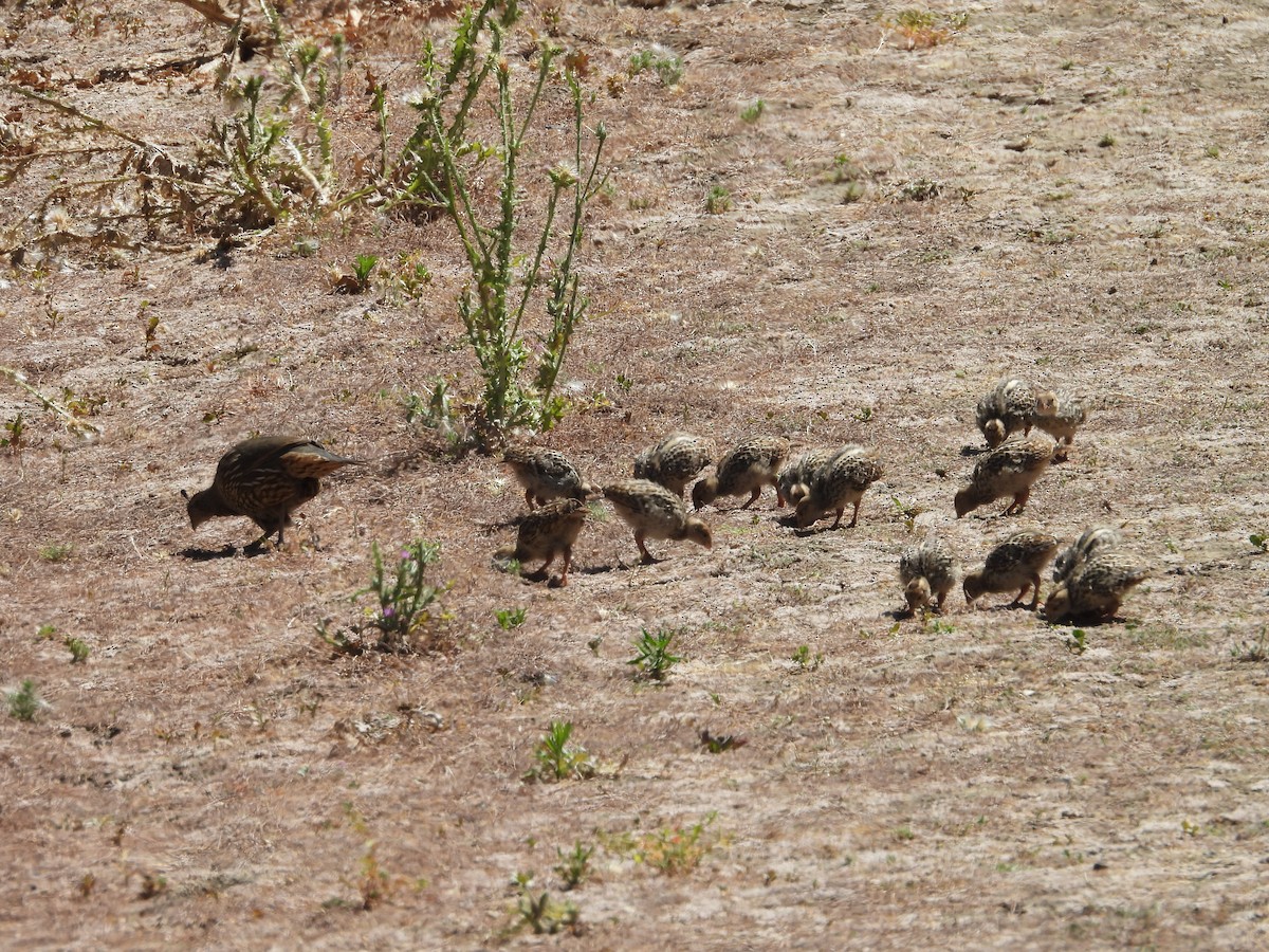 California Quail - ML620505706