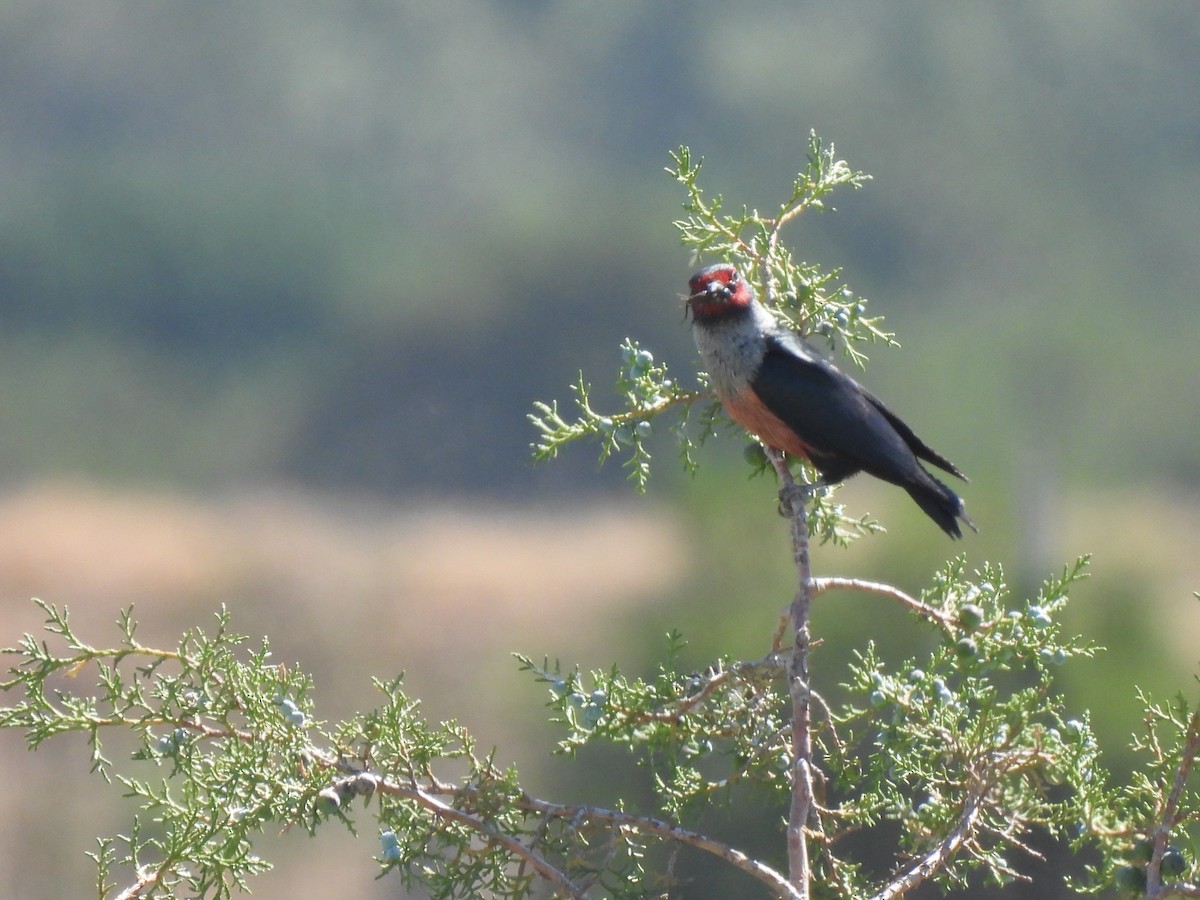 Lewis's Woodpecker - ML620505708