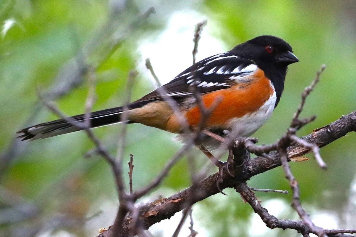 Spotted Towhee - ML620505711