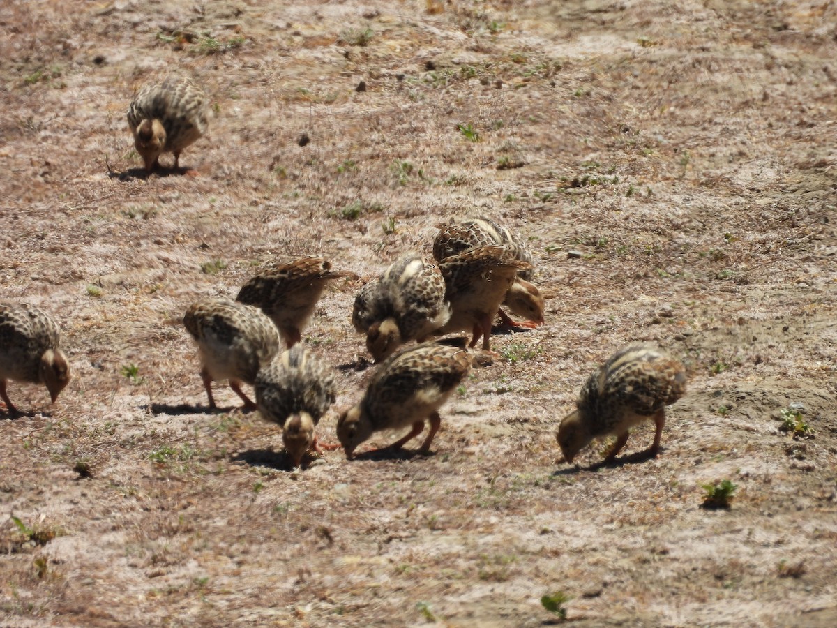 California Quail - ML620505713