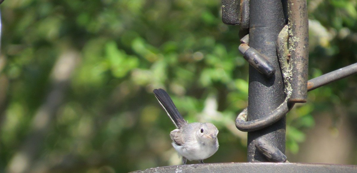 Blue-gray Gnatcatcher - ML620505719