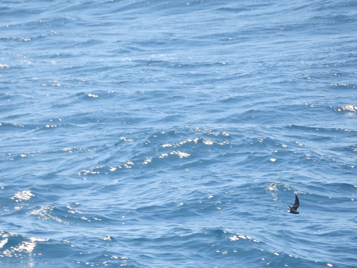 Leach's Storm-Petrel - ML620505720