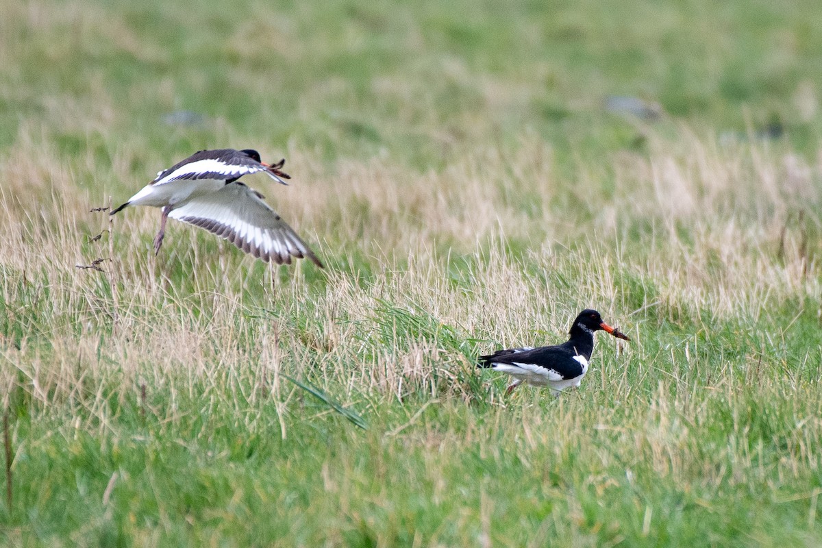 Eurasian Oystercatcher - ML620505723