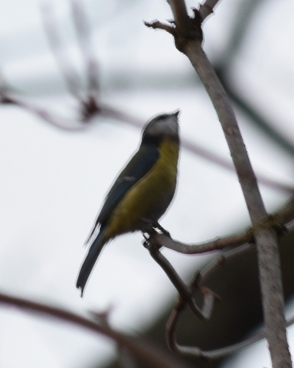 Eurasian Blue Tit - ML620505725