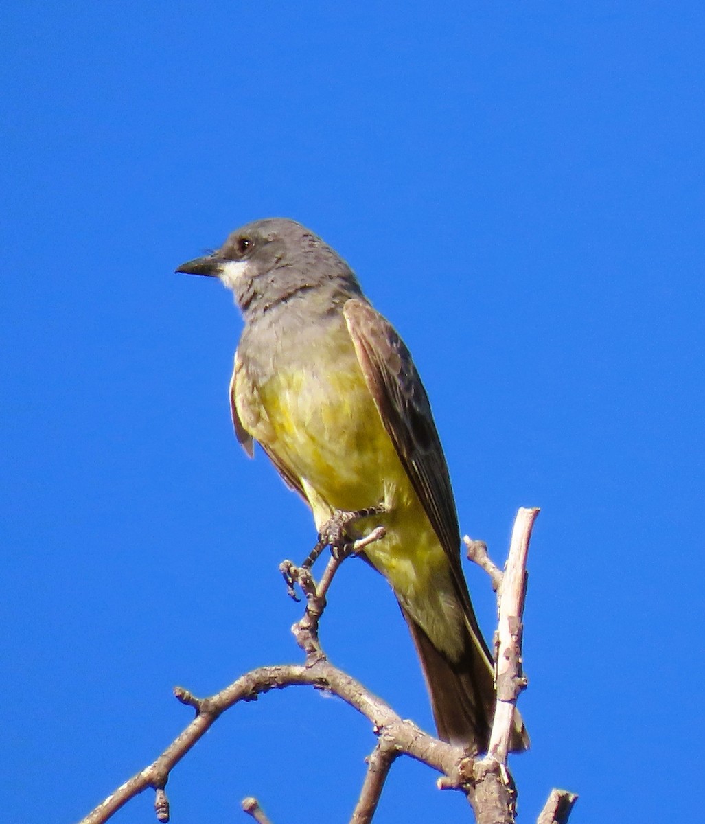 Western Kingbird - ML620505729