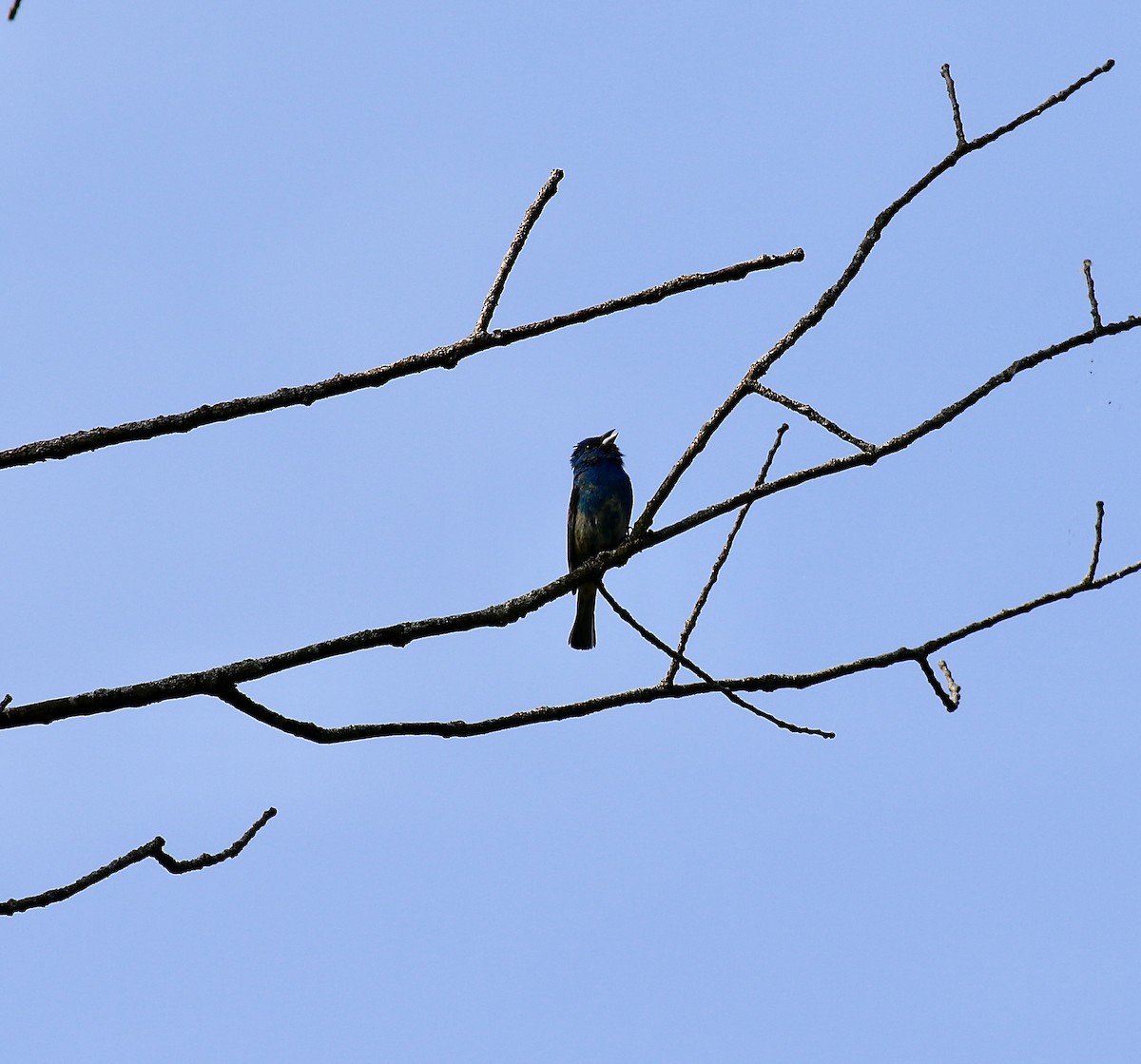 Indigo Bunting - ML620505731