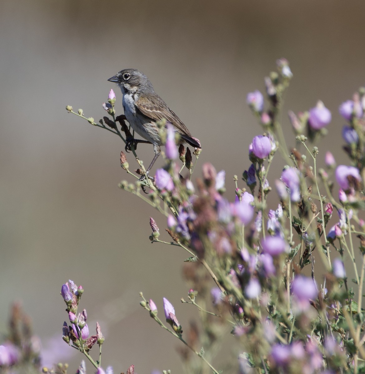 Bell's Sparrow - ML620505735