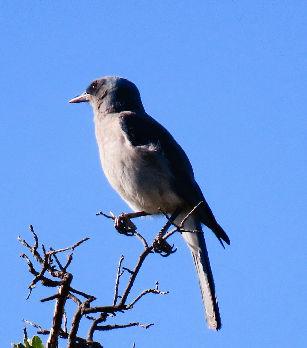 Mexican Jay - ML620505736