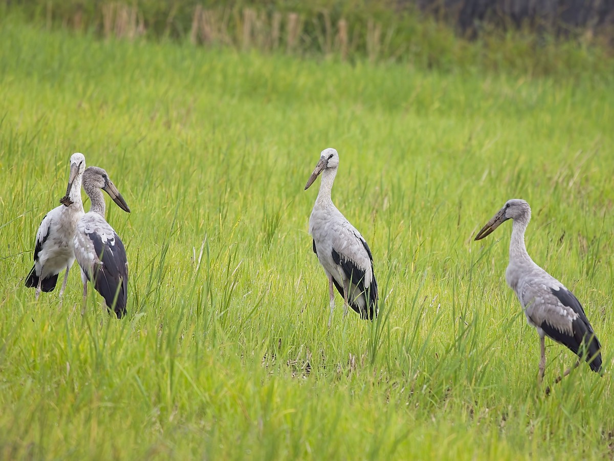 Asian Openbill - ML620505737