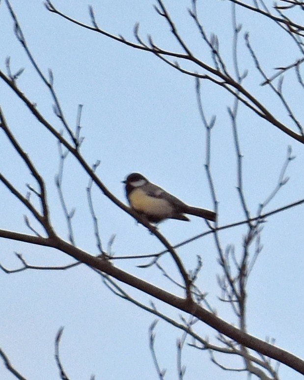 Mésange charbonnière - ML620505739