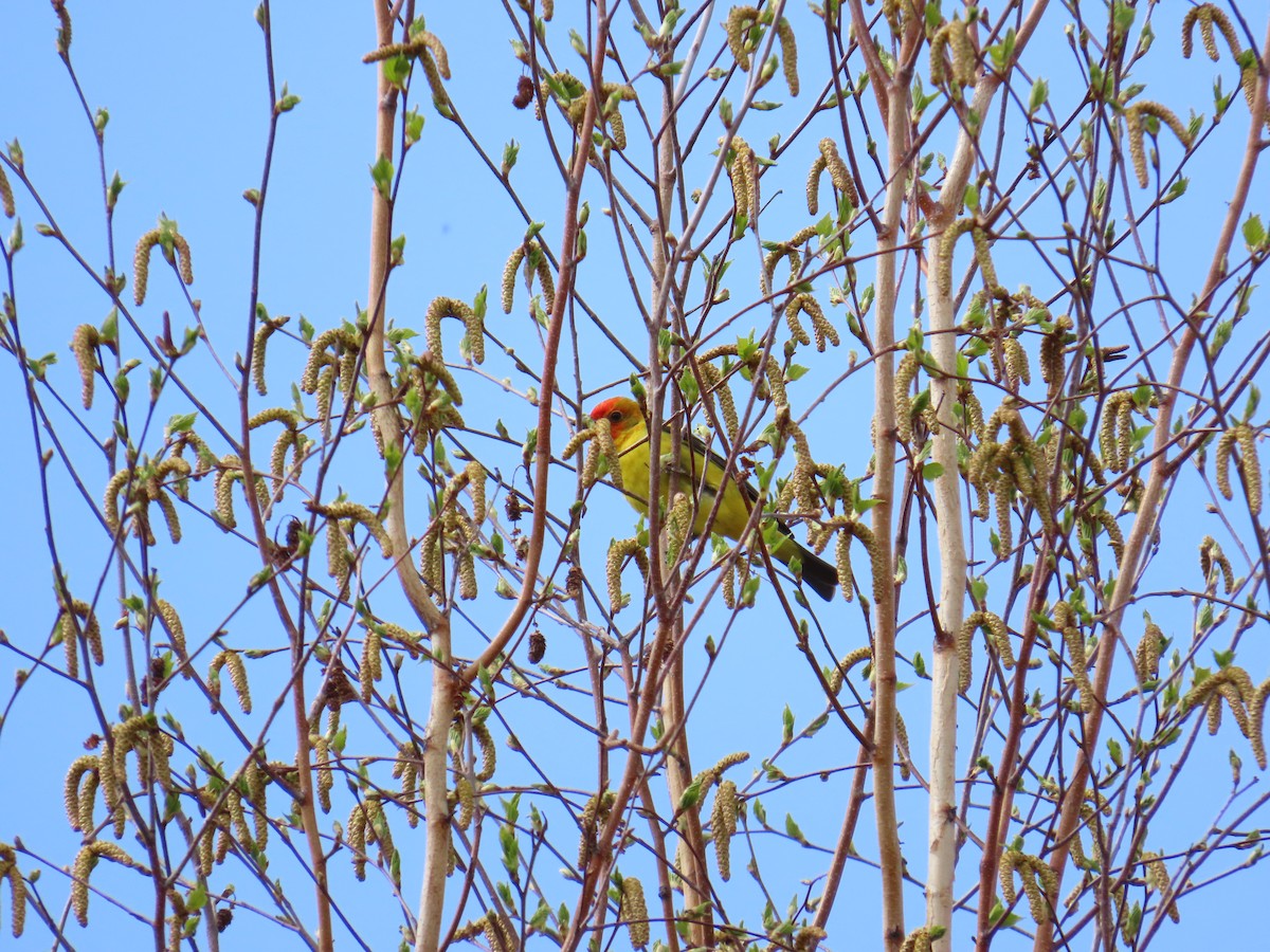 Western Tanager - ML620505741