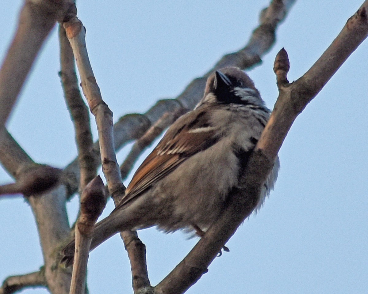 Eurasian Tree Sparrow - Jeff Ladderud