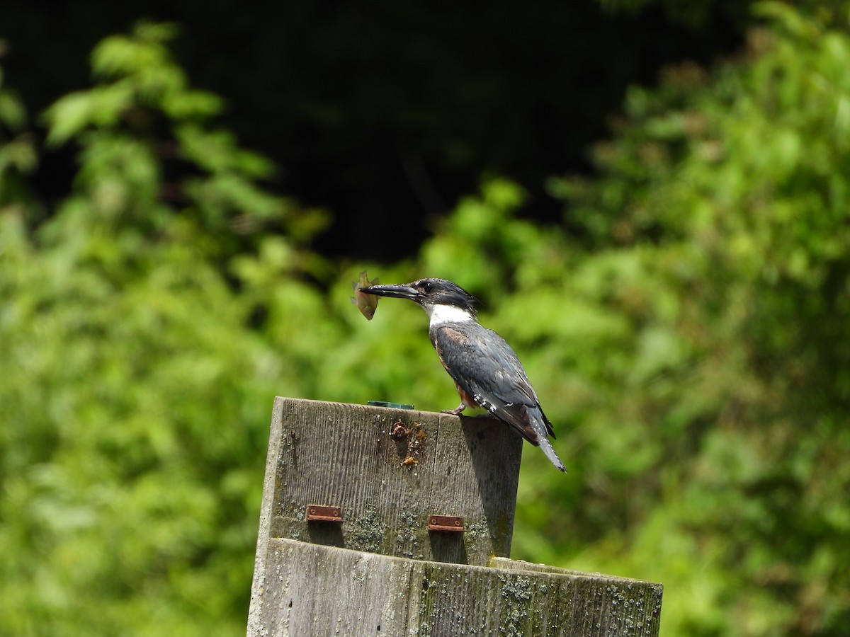 Belted Kingfisher - ML620505758