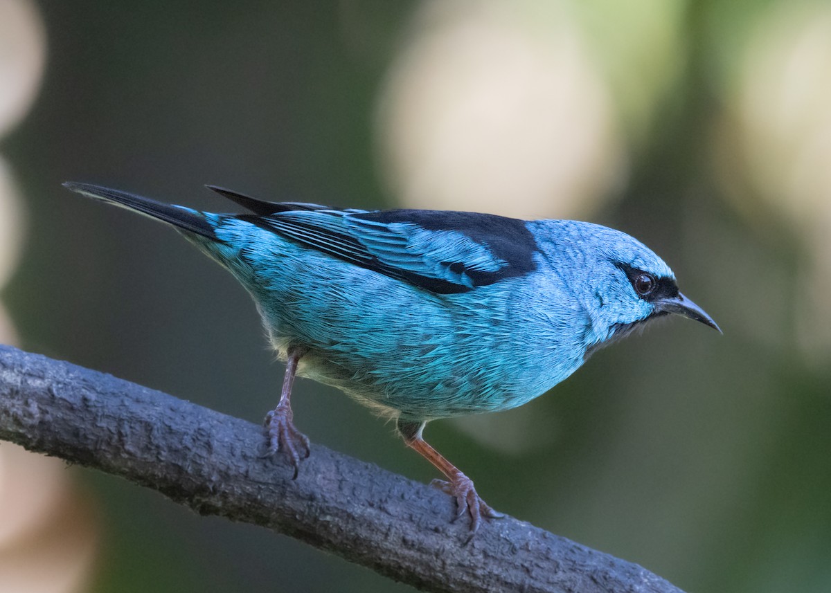 Blue Dacnis - ML620505770