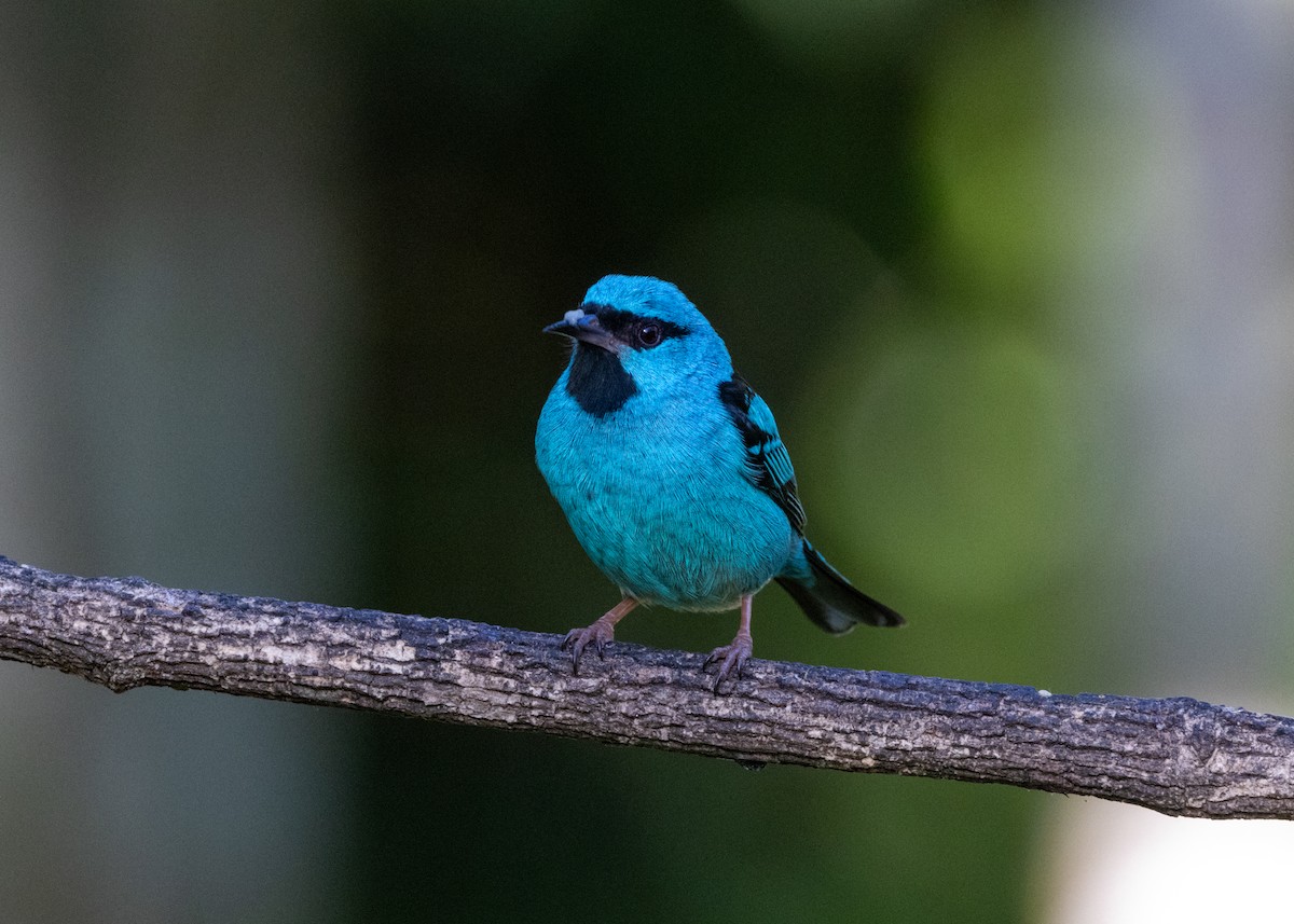 Blue Dacnis - ML620505778