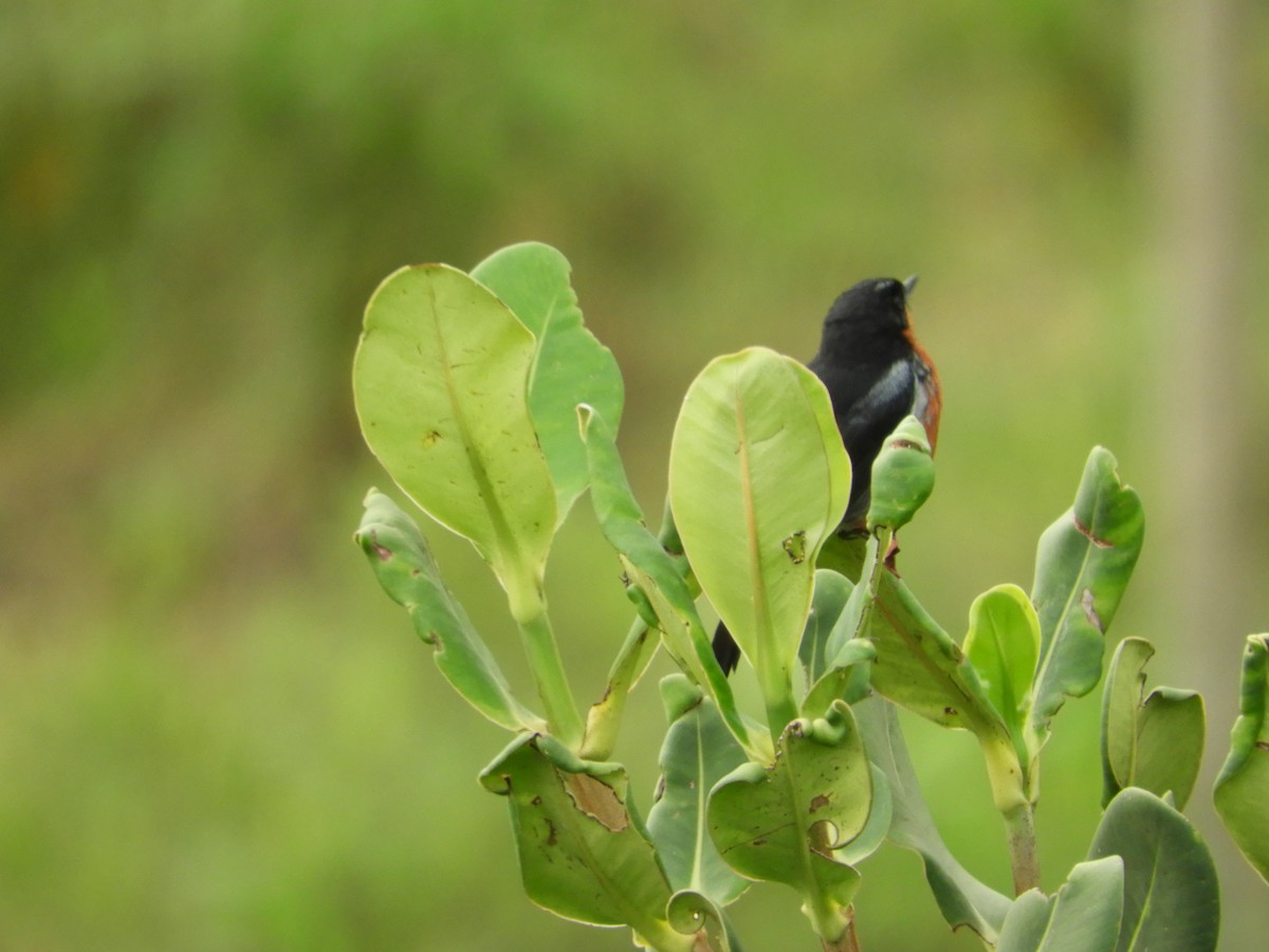 Black-throated Flowerpiercer - ML620505780