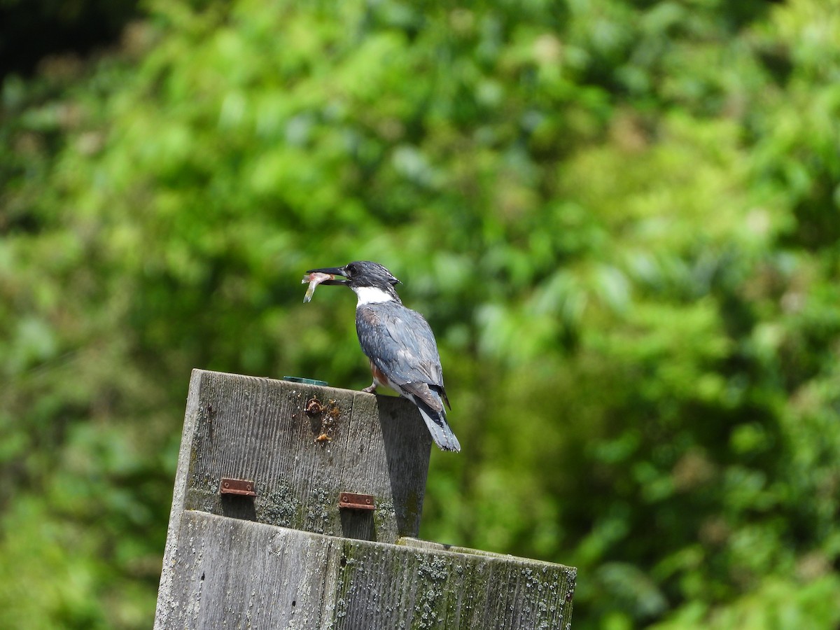 Belted Kingfisher - ML620505785