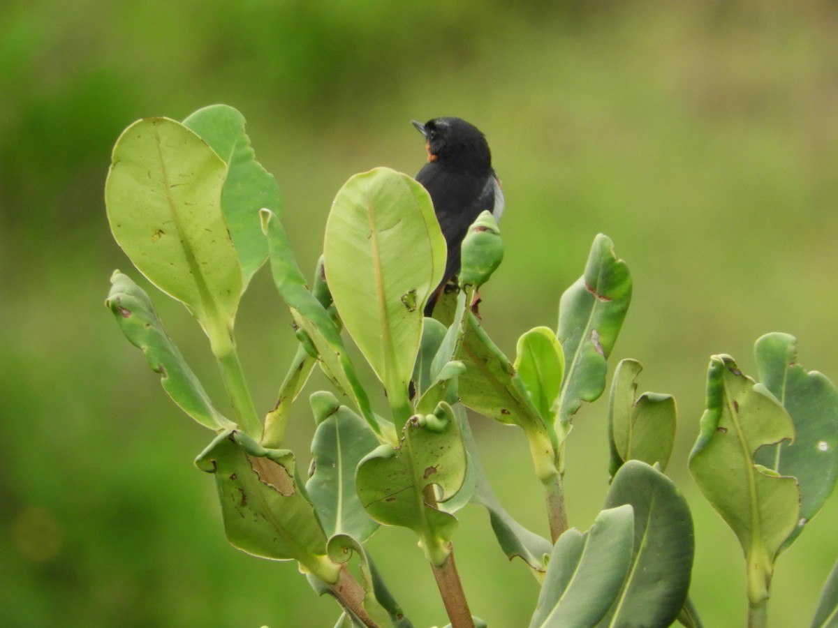 Black-throated Flowerpiercer - ML620505787