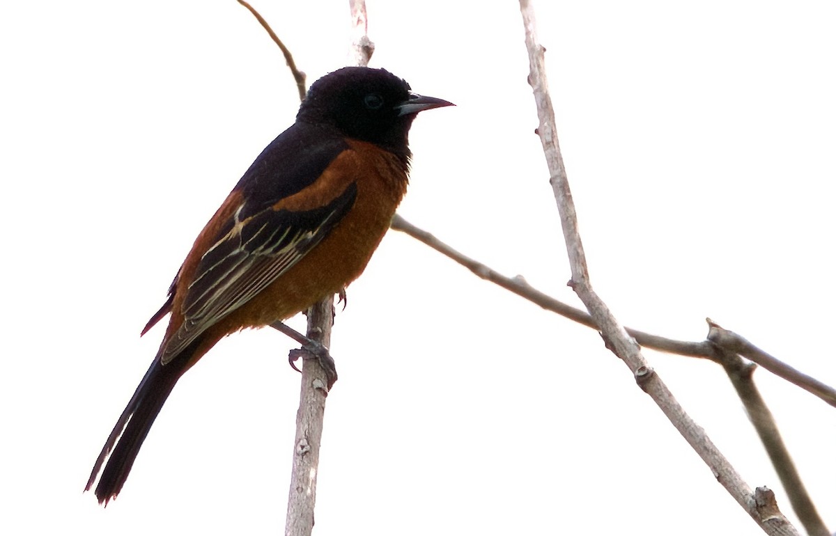 Orchard Oriole - ML620505792
