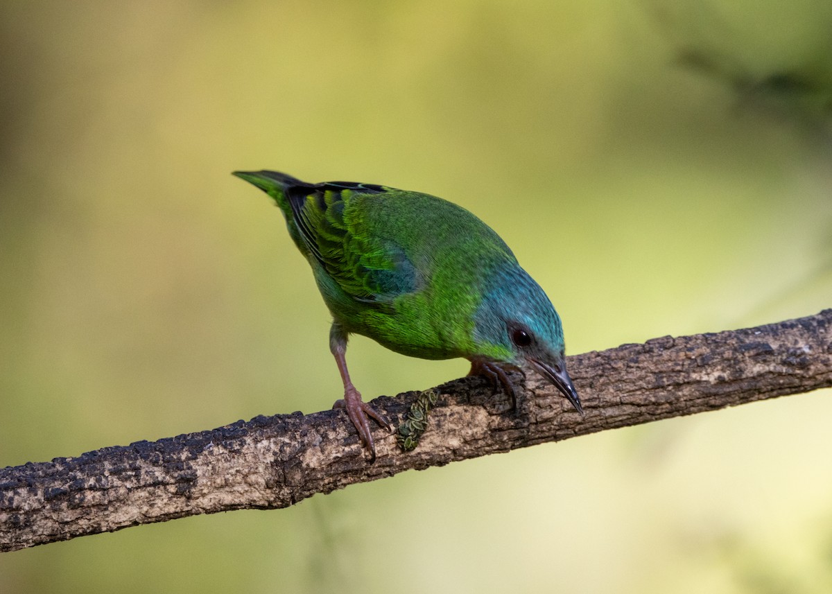 Blue Dacnis - ML620505800