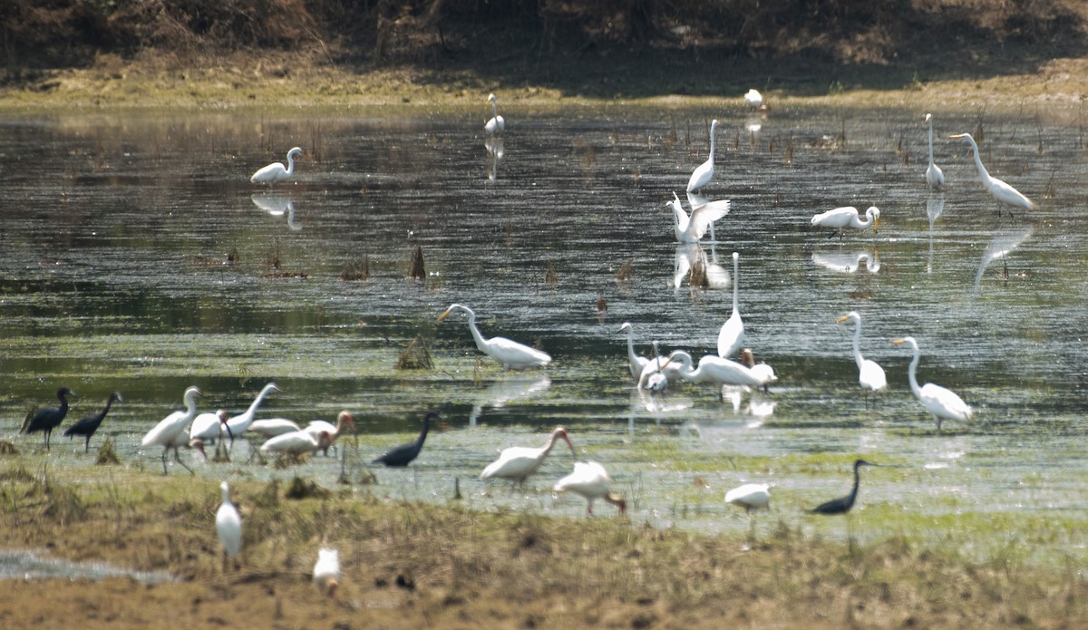 Great Egret - ML620505804